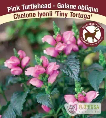 Chelone lyonii 'Tiny Tortuga'  (Turtlehead ) Jumbo