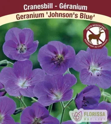 Geranium x hybrida 'Johnson's Blue'  (Hardy Geranium) 1G