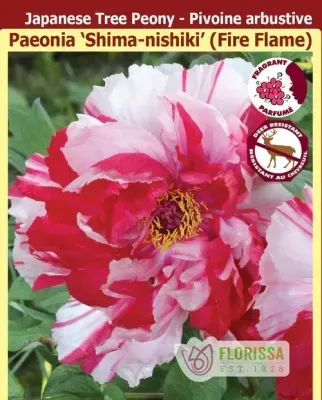 Peony suffruticosta 'Shima-nishiki - Fire Flame' (Red and White Striped Tree Peony) 1G