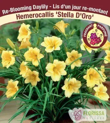 Hemerocallis 'Stella D'Oro' (Daylily) 1G