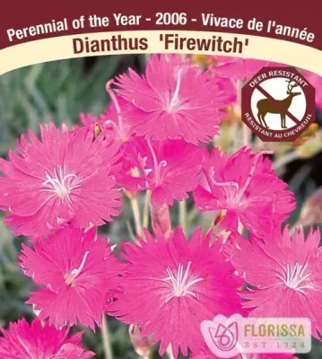 Dianthus gratianopolitanus 'Fire Witch' Jumbo