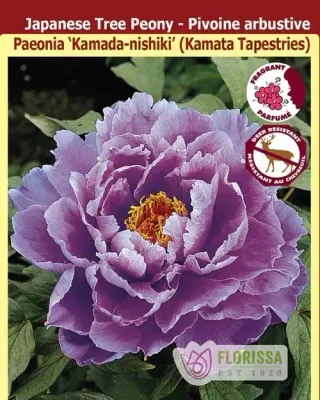 Peony suffruticosta 'Kamada Nishiki - Kamata Tapestries' (Lavender-Pink Tree Peony) 1G