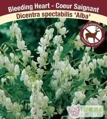 Dicentra spectablis 'Alba'  (Bleeding Hearts) 1G