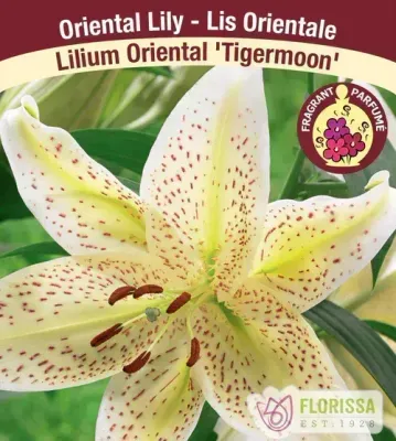 Lilium 'Tigermoon' (Cream-Yellow Speckled Oriental Lily) 1G