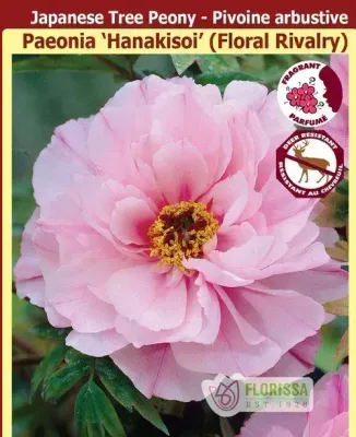 Peony suffruticosta 'Hanakisoi - Floral Rivalry' (Pink Tree Peony) 1G