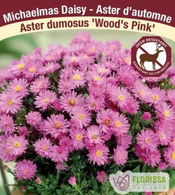 Aster dumosus 'Woods Pink' Jumbo (Aster) Jumbo
