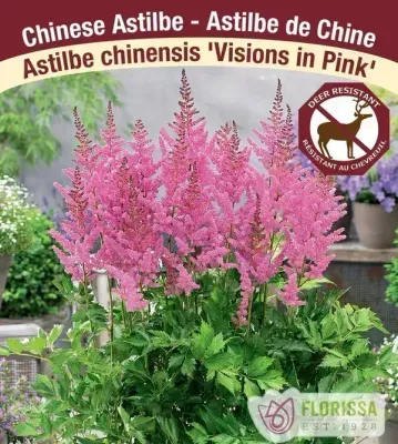 Astilbe chinensis 'Visions In Pink'  (Astilbe) 1G