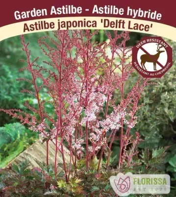 Astilbe 'Delft Lace'  (Astilbe) Jumbo