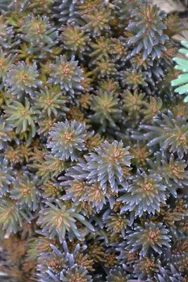 Sedum 'Chocolate Ball' (Creeping) 4inch Pot
