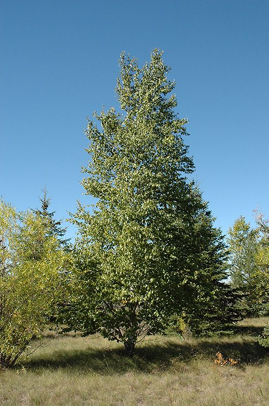 Betula papyrifera    (Paper Birch) 3G