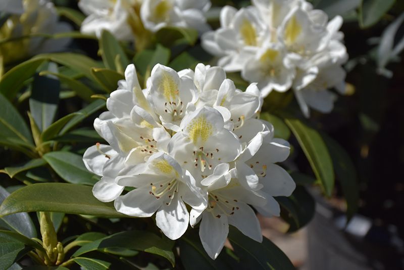 Rhododendron CHIONOIDES (Elepidote) 2G