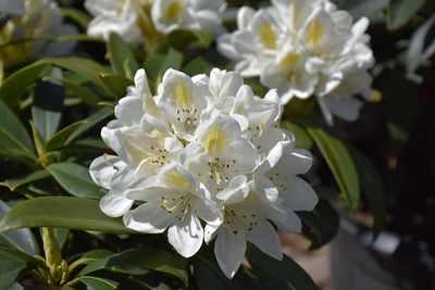 Rhododendron CHIONOIDES (Elepidote) 2G