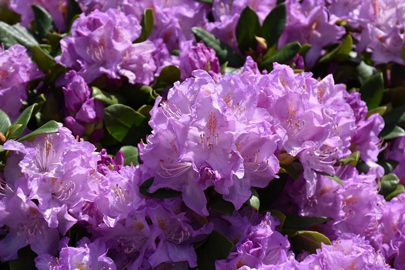 Rhododendron 'Minnetonka' (Elepidote) 2G