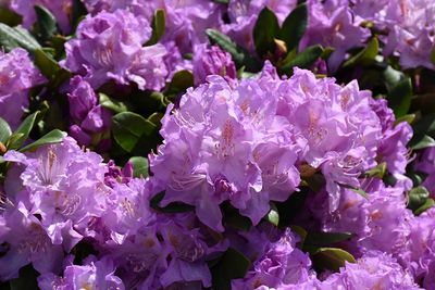 Rhododendron 'Minnetonka' (Elepidote) 2G
