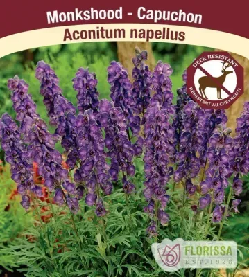 Aconitum napellus  (Monkshood ) 1G