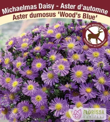 Aster dumosus 'Woods Blue' Jumbo (Aster) Jumbo