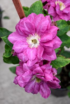 Clematis 'Red Star' (Double Japanese Clematis) 1G