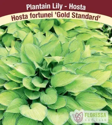 Hosta 'Gold Standard'  1G
