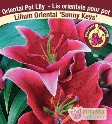 Lilium  'Sunny Keys' (Deep Pink Oriental Pot Lily) 1G