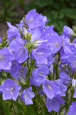 Campanula persicifolia 'Takion Blue'  (Campanula) Jumbo