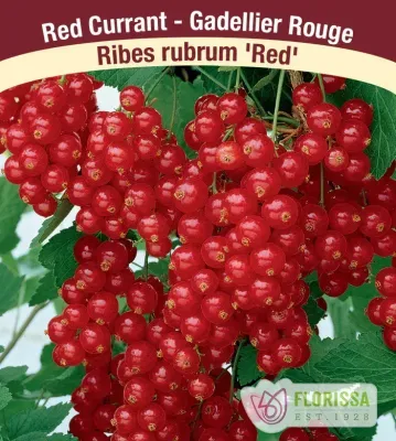 CURRANT Red