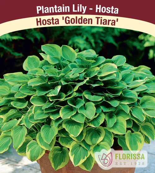 Hosta 'Golden Tiara'  Jumbo