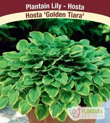 Hosta 'Golden Tiara'  Jumbo