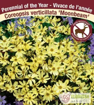Coreopsis verticillata 'Moonbeam' (Coreopsis) Jumbo