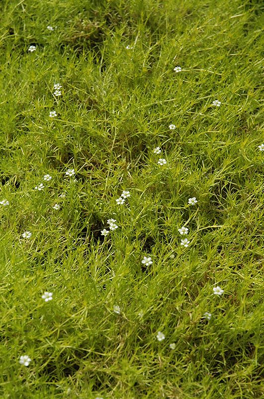 Sagina 'Lime Moss' Jumbo