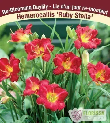 Hemerocallis 'Ruby Stella'  (Daylily) 1G