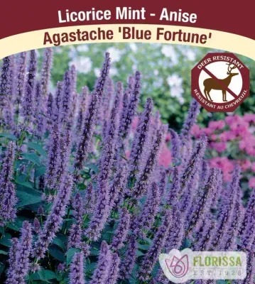 Agastache 'Blue Fortune' (Hyssop ) Jumbo