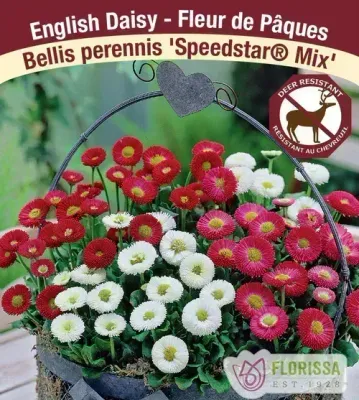 Bellis perennis 'Speedstar Mix'  (English Daisy ) Jumbo