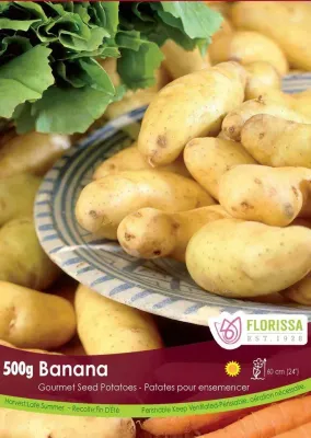 POTATO Gourmet Banana (500g)