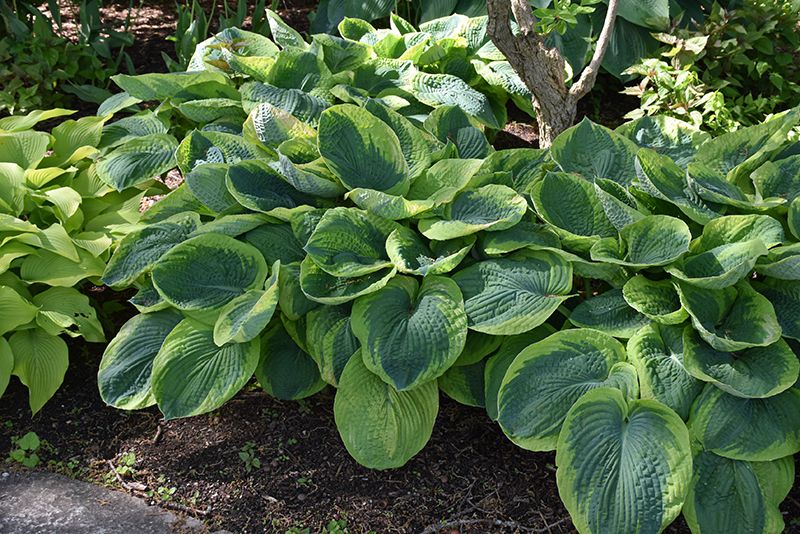 Hosta 'Frances Williams' Now 4Ever 2G