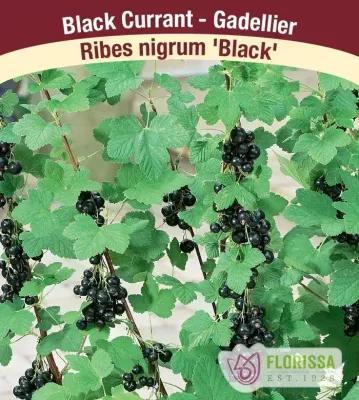 CURRANT Black