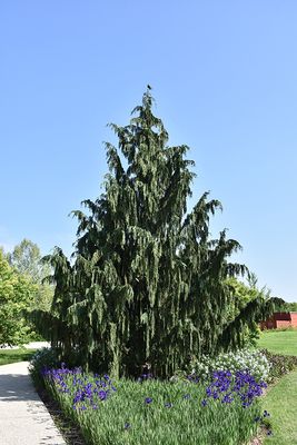 Chamaecyparis nootka. 'Pendula' (Weeping Nootka Cypress) 80cm 5G