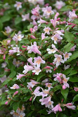 Kolkwitzia amabilis 'Jolene Jolene' 30cm 2G