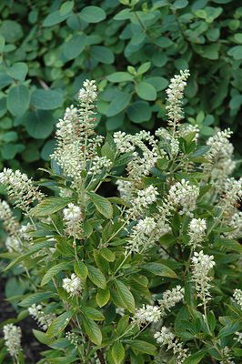 Clethra 'Humming Bird' (Summersweet) 2G