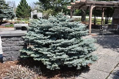 Picea pungens 'Globosa' (Blue Globe Spruce) 30CM  3G