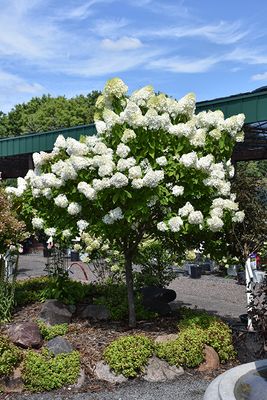 Hydrangea paniculata 'Vanilla Strawberry' Std. (Panicle Hydrangea) 100cm 5G