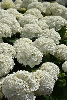 Hydrangea arborescens 'Incrediball' (Smooth Hydrangea) 2G
