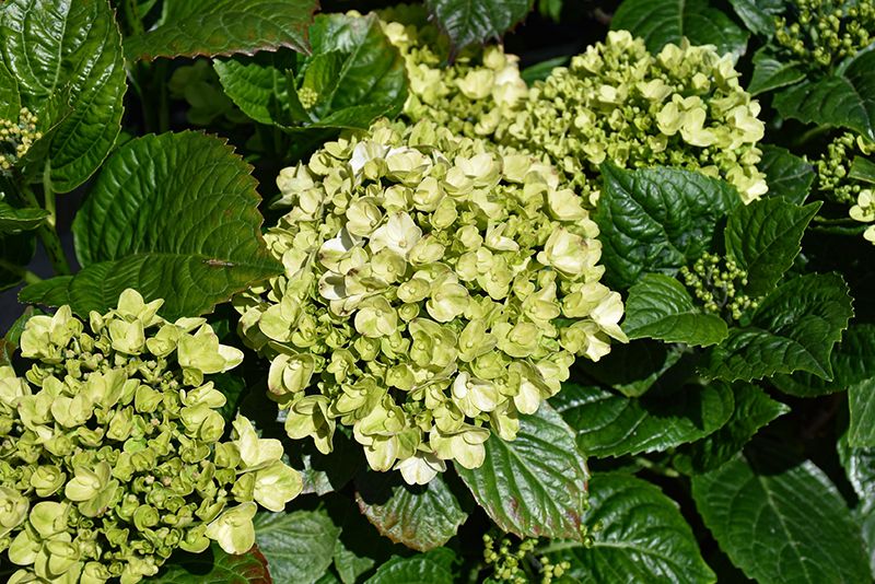 Hydrangea macrophylla 'Grin and Tonic' (Big Leaf Hydrangea) 2G