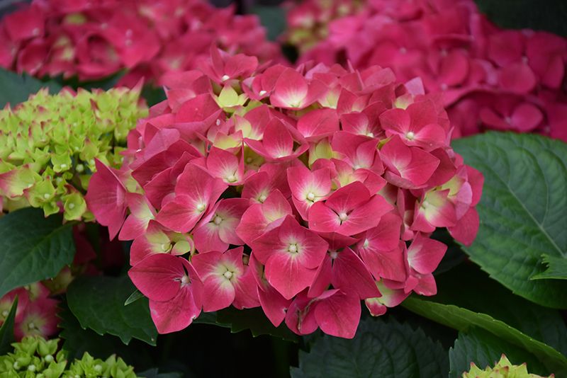 Hydrangea macrophylla 'Cherry-Go-Round' (Big Leaf Hydrangea) 2G