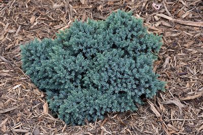 Juniperus squamata 'Blue Star' (Juniper) 3G