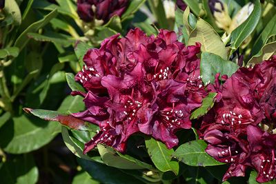 Rhododendron 'Dark Lord' (Elepidote) 2G