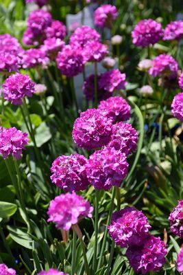 Armeria 'Dreameria Vivid Dream' (Sea Thrift) Jumbo