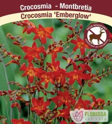 Crocosmia 'Emberglow'  (Crocosmia) 1G