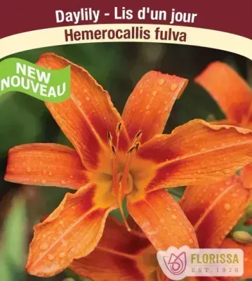 Hemerocallis 'Fulva' (Daylily) 1G