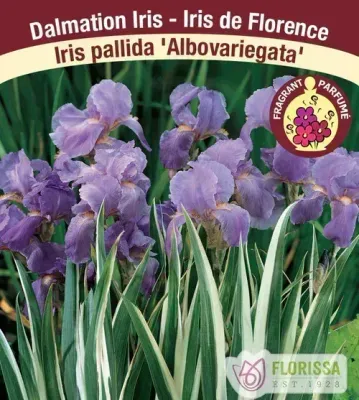 Iris pallida 'Albovariegata'  Jumbo