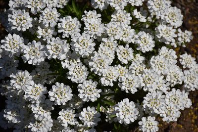Iberis 'First Flush Grace' (Candytuft) Jumbo